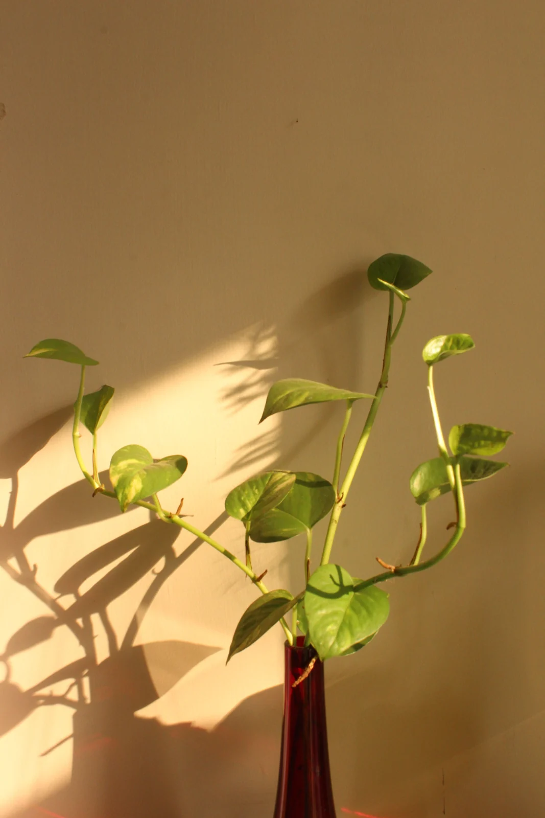 Une lumière naturelle et des ombres végétales